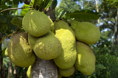 Tukang Taman Lamongan 8 Tips Cara Agar Buah Nangka Cepat Berbuah