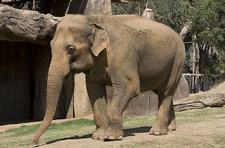 asian elephant