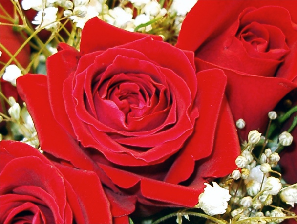 Big Pictures Of Red Roses. Inspirational Story: Red Rose