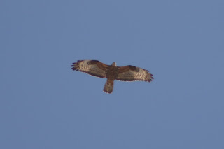 Adult Female Honey Buzzard