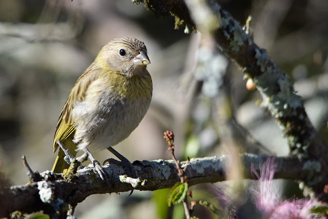 Saffron Finch Sicalis flaveola pelzelni adult female Canário-da-terra-verdadeiro Semillero Basto fêmea adulta