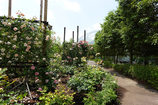 鳥取県西伯郡南部町鶴田 とっとり花回廊 バラまつり