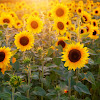 Bunga Matahari Tumbuh : Bibit Benih Seeds Biji Bunga Matahari Skyscraper Sunflower ... : Tanpa cahaya matahari, tumbuhan ini akan layu.