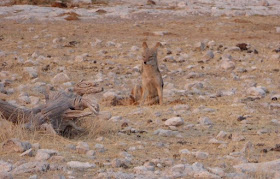 sciacallo all'Etosha