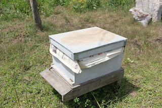 Mashroo3 hive