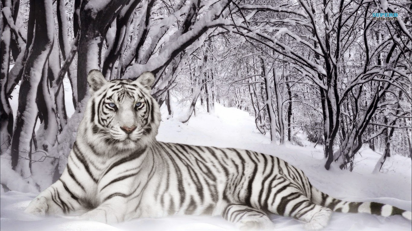 Gambar Harimau Putih Yang Sangar Gambarnya Gambar