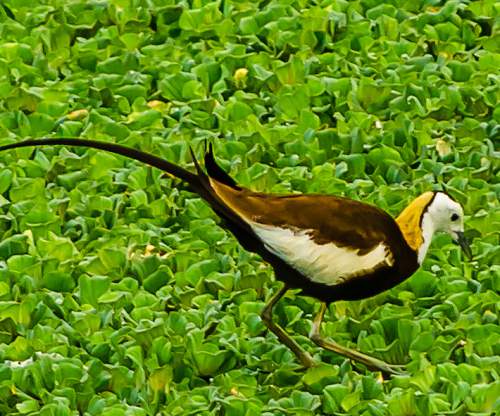 Pheasant-tailed jacana - Hydrophasianus chirurgus