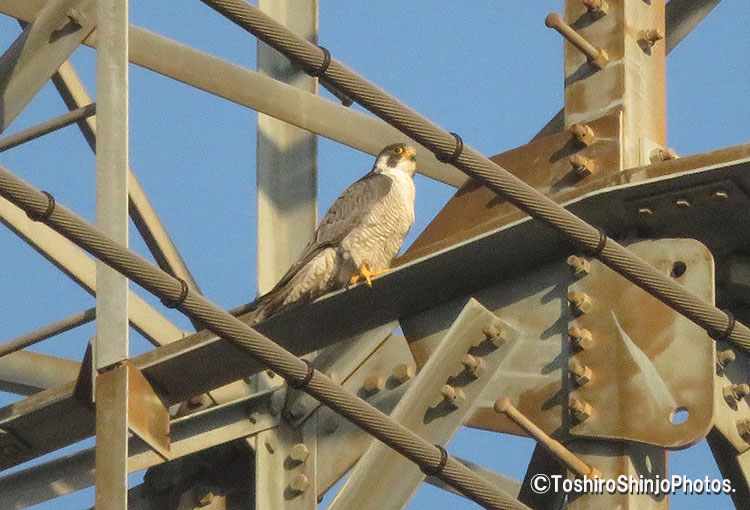 Yamasemi Web Blog 武蔵野 三鷹真冬の猛禽類ハヤブサにオオタカ Peregrine Falcon And Northern Goshawk In Mid Winter At Mitaka Musashino Area