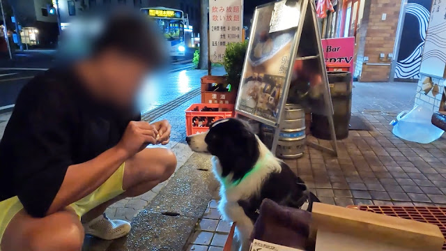 保護犬 ボーダーコリー トーマ あばら大根幕張本郷店