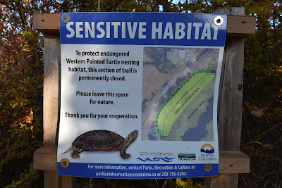 Buttertubs Marsh Park Nanaimo BC turtle.