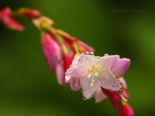 Persicaria conspicua