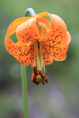 [Liliaceae] - Lilium columbianum - Columbia Lily