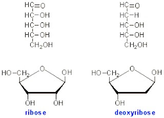 ribose deoxyribose