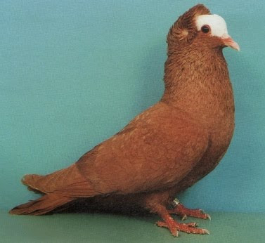 South German Latz Pigeon