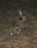 Rabbit Hunting Club Cileungsi Berburu Kelinci Jawa  Lepus 
