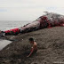 Cá voi khổng lồ chết dạt bờ biển