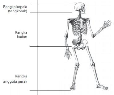 3 Bagian Rangka  Manusia  Lengkap Beserta  Fungsinya