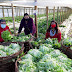 Cooperativa campesina hortalizas de mi casa busca posicionarse  como productores de hortalizas de cuarta gamma