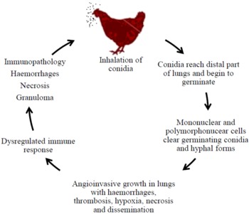 Symptoms and Treatment of Hard Sac disease in Broilers