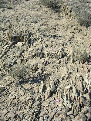 Desert Plants