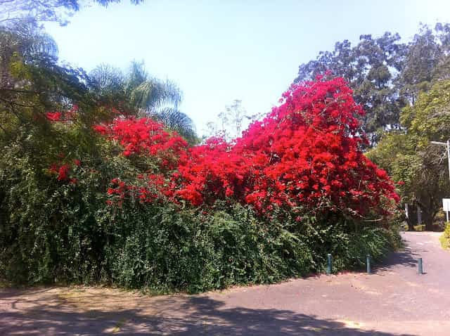 Parque Ibirapuera