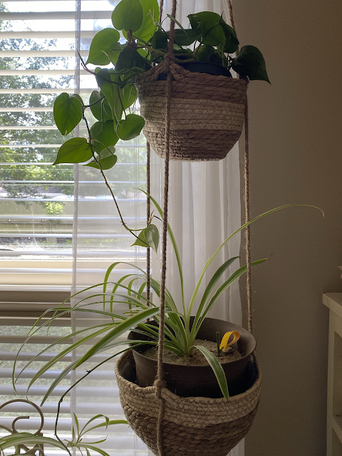 hanging houseplants in baskets