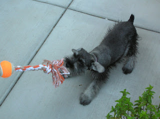 Lola at 3 months, playing