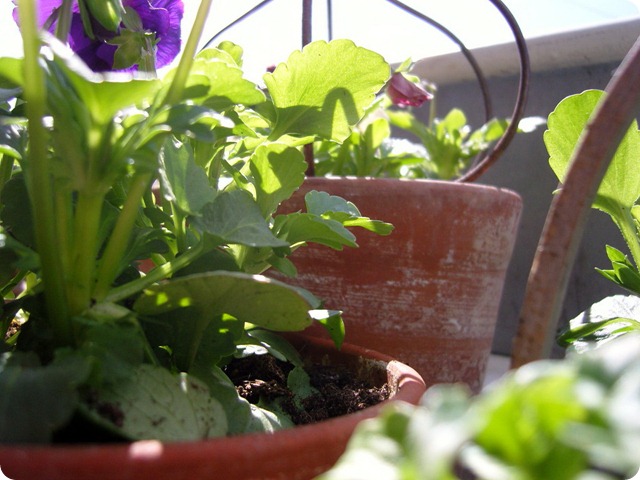 SNC18493_resize