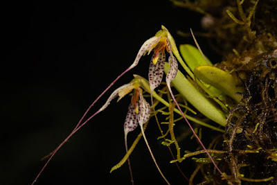 Masdevallia picturata care and culture