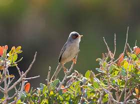 Balearic Warbler - Boquer Valley, Mallorca