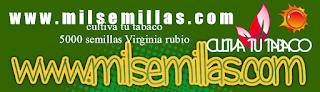  Venta de Semillas de Tabaco Virginia Rubio de Calidad