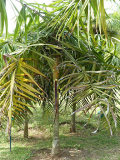 Dypsis rivularis