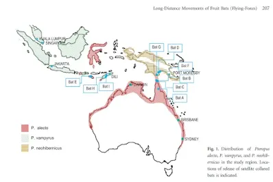 Os pesquisadores descobriram que os morcegos, que podem espalhar o vírus Nipah, estavam viajando entre vários países, incluindo a Austrália. ( Fornecido: EcoSaúde )