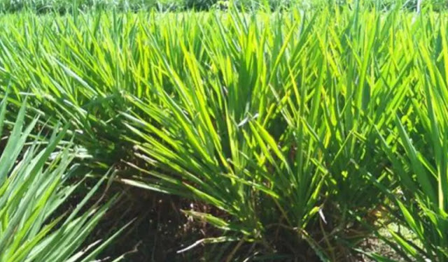  Budidaya Rumput Odot Untuk Pakan Ternak Hewan Ruminansia