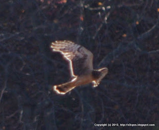 Northern Harrier