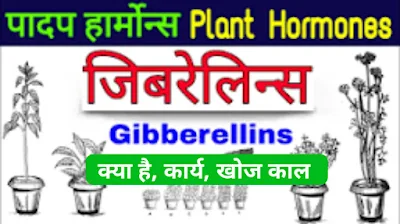 जिबरेलिन क्या है? What is Gibberellins