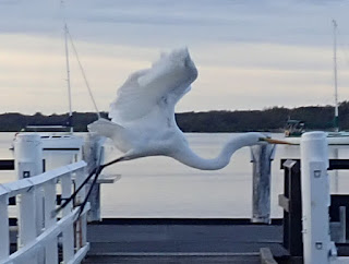 a white bird (egret) lifts into flight