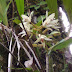 Surga Coelogyne di Timika