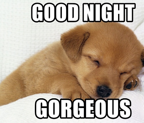 Good Night Gorgeous, Funny Dog Meme, Image