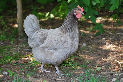 blue hen that was attacked by a hawk