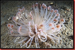 16.Cerianthus.lloydii