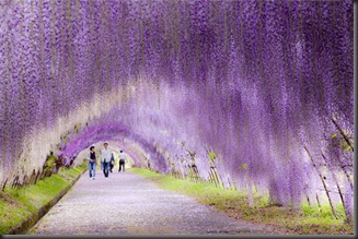 Wisteria Flower Tunnel di Jepang2