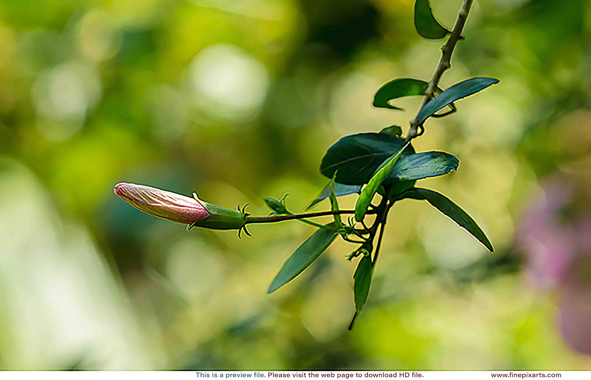 Hibiscus flower bud pink 00007