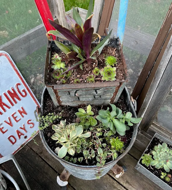 Photo of succulents planted in junky containers in late May.