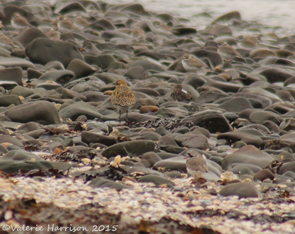 10-plovers