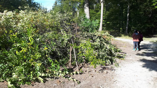 L'immense tas de prunus arraché à la forêt de Fontainebleau où ils n'ont pas leur place !