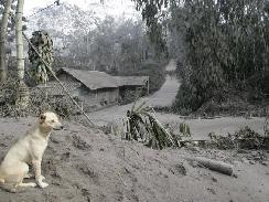 ash of merapi