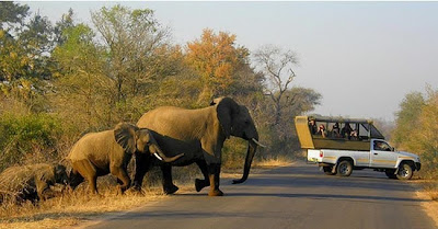 kruger south africa