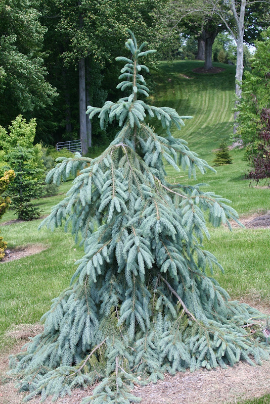 Weeping Trees For Landscaping