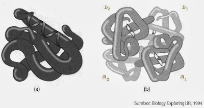 (a) Struktur tersier dari protein b) Struktur kuarterner dari protein hemoglobin dengan empat subunit (a1, a2, b1, b2)